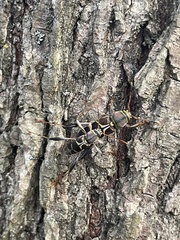 Neoclytus mucronatus
