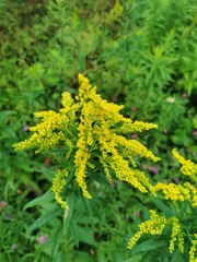 Solidago juncea
