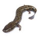 Salamandras Acuáticas - Photo (c) Brian Gratwicke, algunos derechos reservados (CC BY)