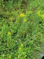 Solidago juncea
