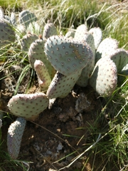 Opuntia basilaris brachyclada