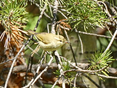 Phylloscopus trochiloides