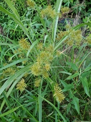 Cyperus