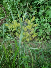 Cyperus