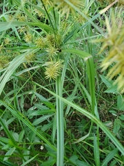 Cyperus