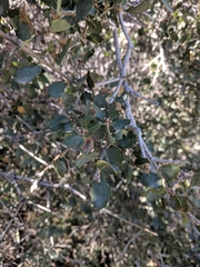 Quercus john-tuckeri