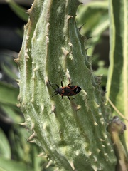 Lygaeus kalmii