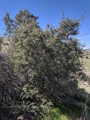 Quercus john-tuckeri