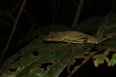 Anolis anoriensis