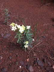 Lithospermum cobrense