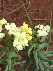 Lithospermum cobrense
