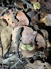 Phyllodactylus palmeus