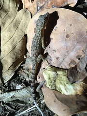 Phyllodactylus palmeus