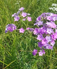 Phlox glaberrima interior