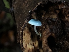 Mycena cyanocephala