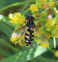 Helophilus obscurus