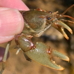 Cambarus franklini