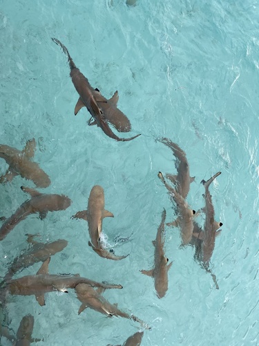 Blacktip reef shark