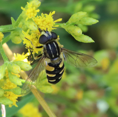 Helophilus obscurus