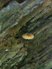 Galerina triscopa