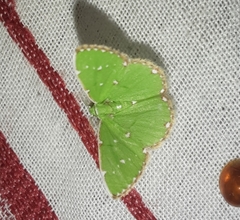 Argyrocosma inductaria