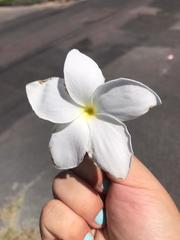 Plumeria pudica