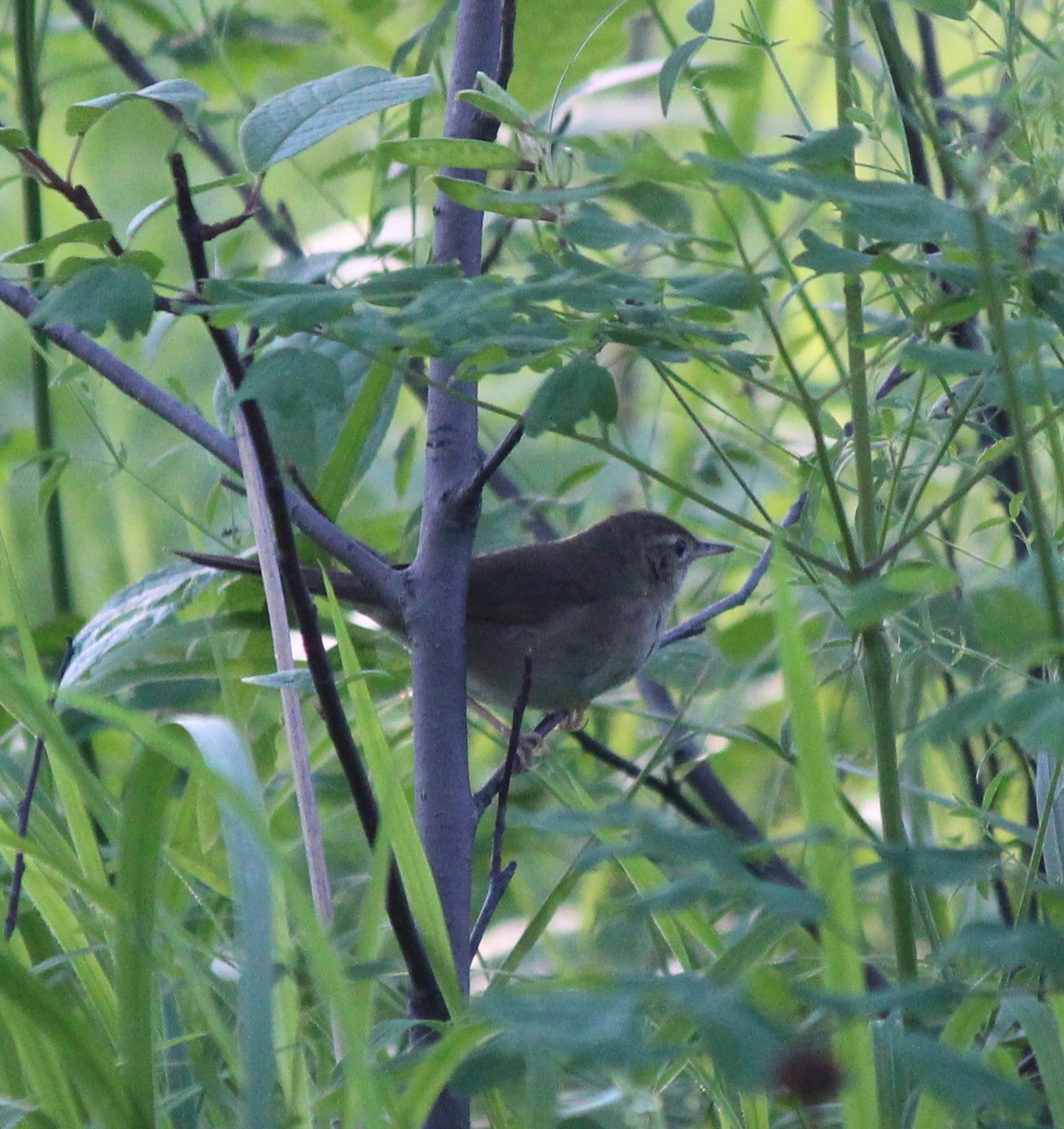 Gray's Grasshopper Warbler