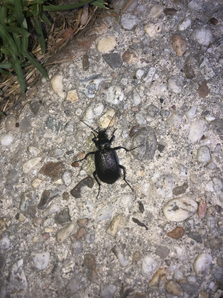 Black Caterpillar Hunter from Homewood Dr, City, MD, US on