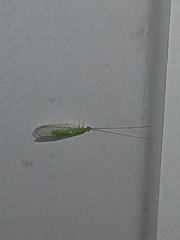 Ceraeochrysa lineaticornis