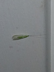 Ceraeochrysa lineaticornis