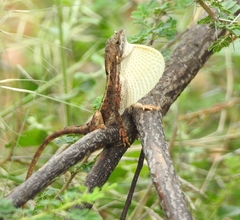 Sitana ponticeriana
