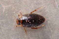 Coptotomus longulus longulus