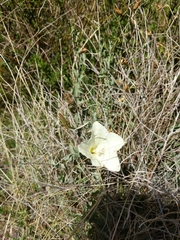 Calystegia peirsonii