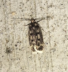 Martyringa latipennis