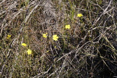 Hibbertia rufa