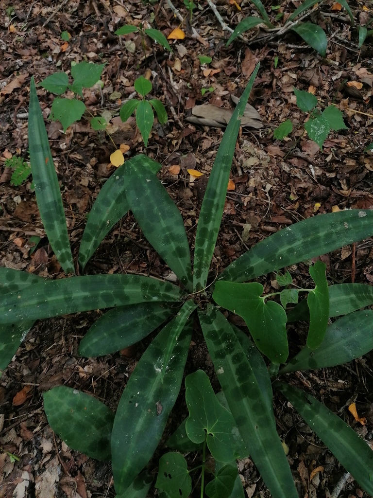 Manfreda littoralis