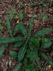 Manfreda littoralis