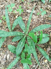 Manfreda littoralis
