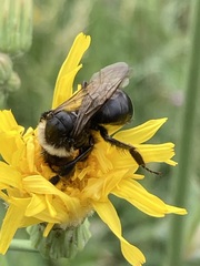 Melissodes desponsus