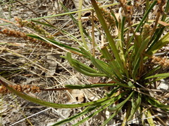Plantago gaudichaudii