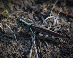 Melanoplus sanguinipes