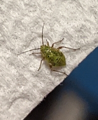 Miridae