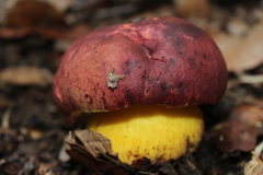 Butyriboletus loyo