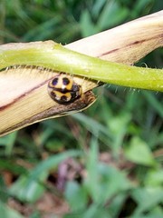 Platynaspis maculosa