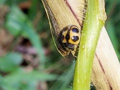 Platynaspis maculosa
