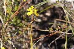 Hibbertia rufa