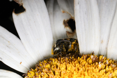 Trichiotinus affinis