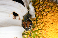 Trichiotinus affinis