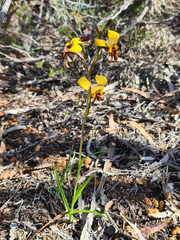 Diuris perialla