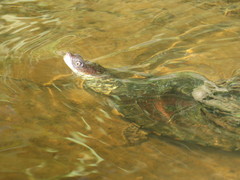 Acanthochelys pallidipectoris